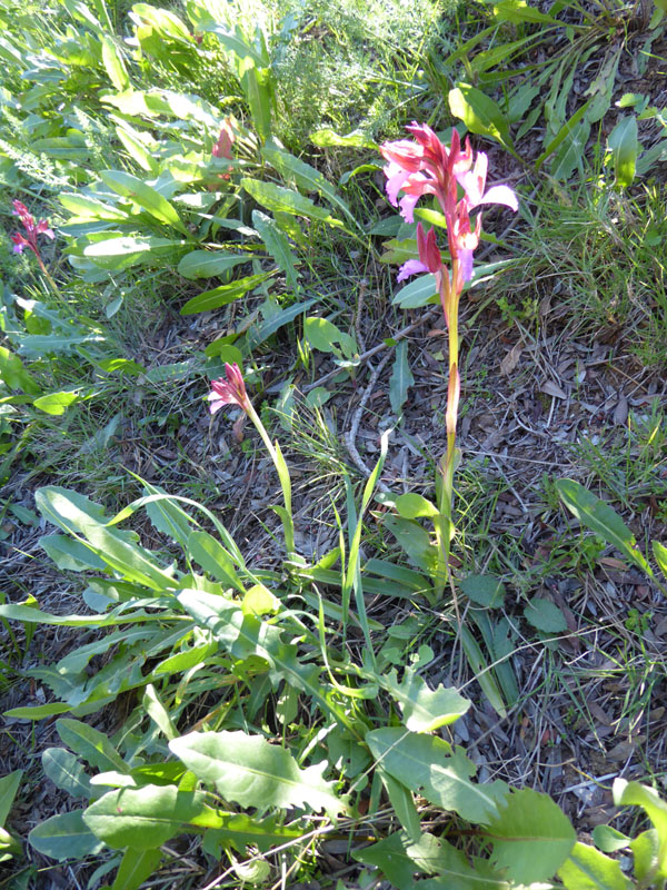 Anacamptis papilionacea ( e Anacamptis x gennarii)